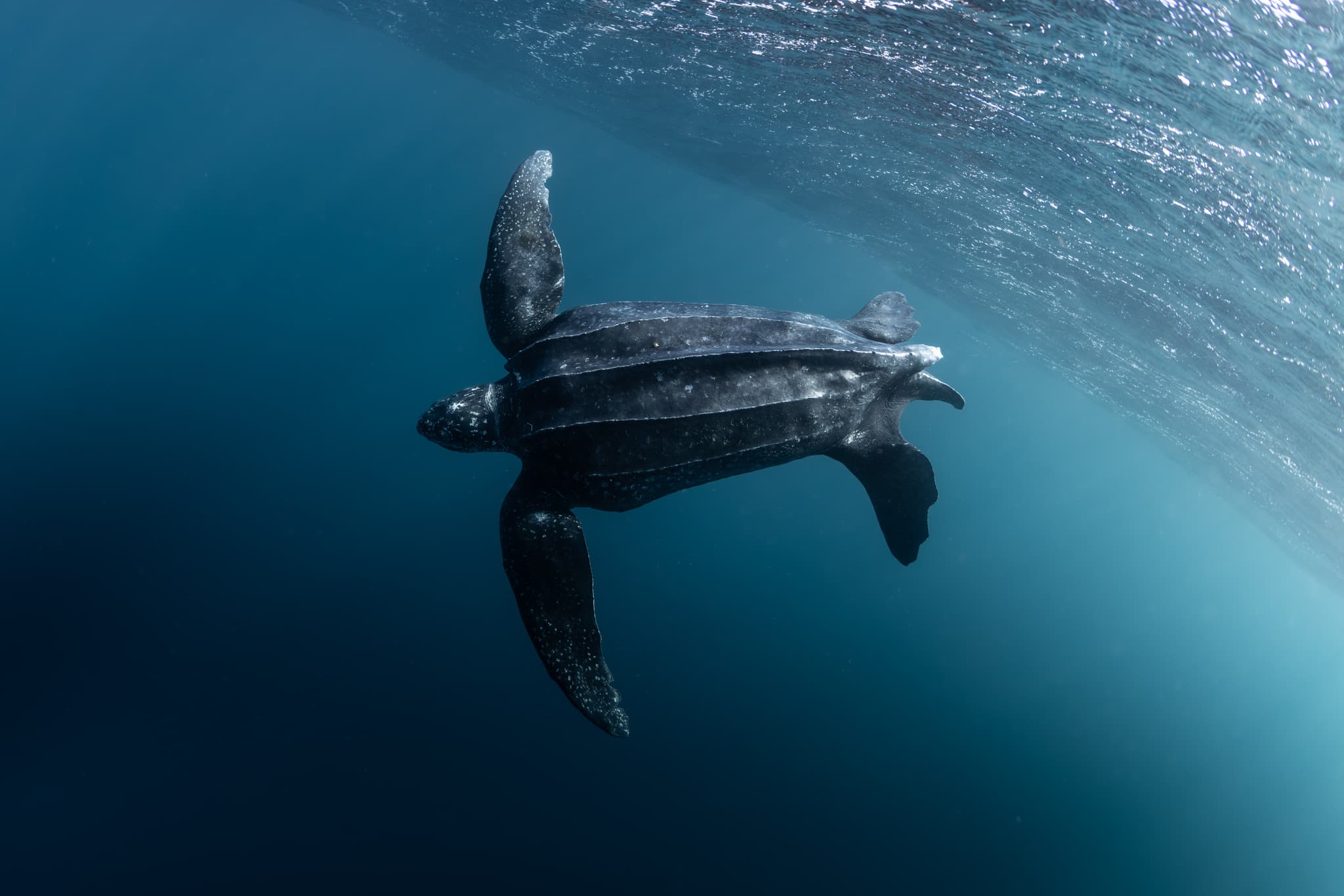 Ayu Atoll, Raja Ampat, Papua