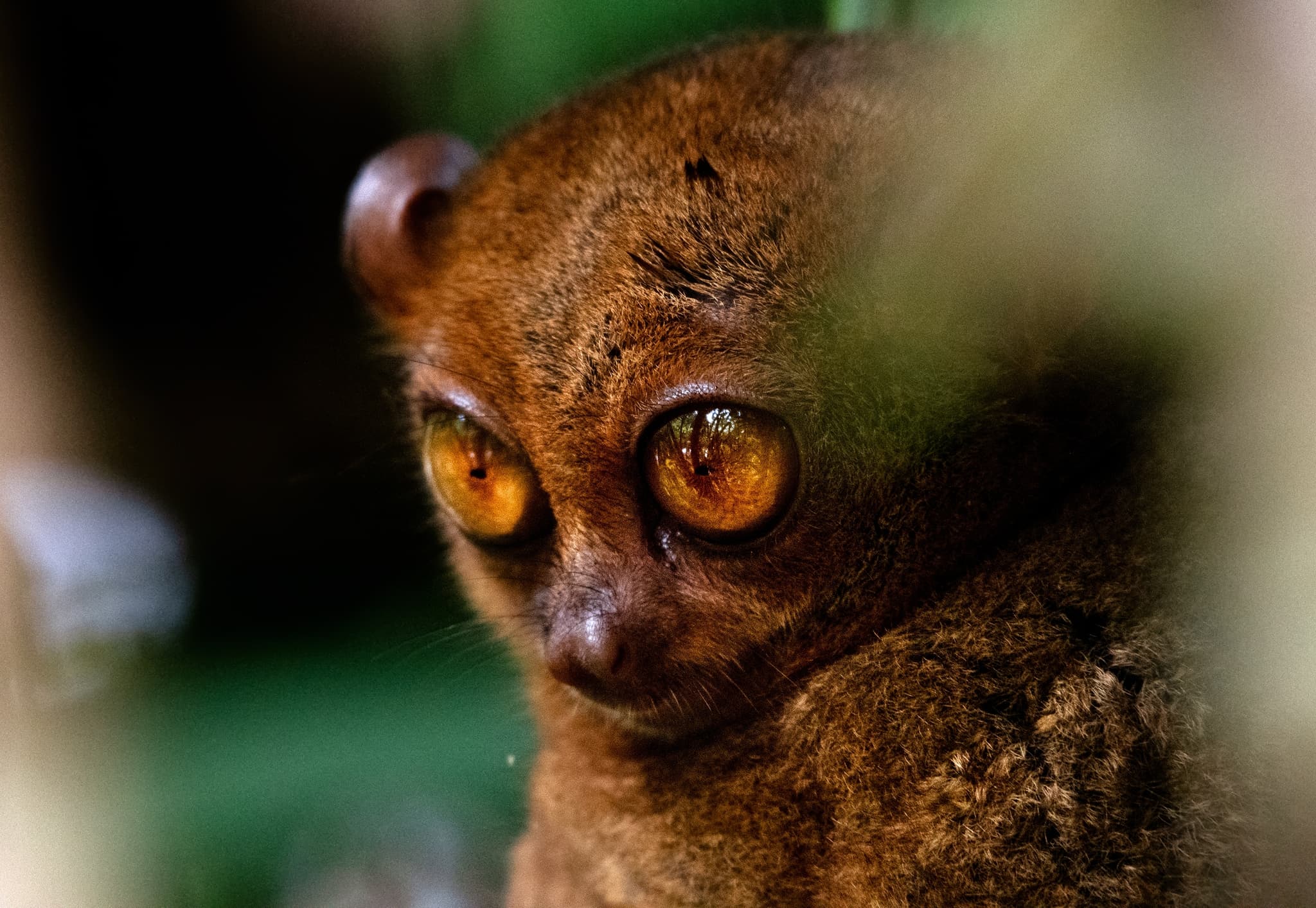 Tarsier and Chocolate Hills
