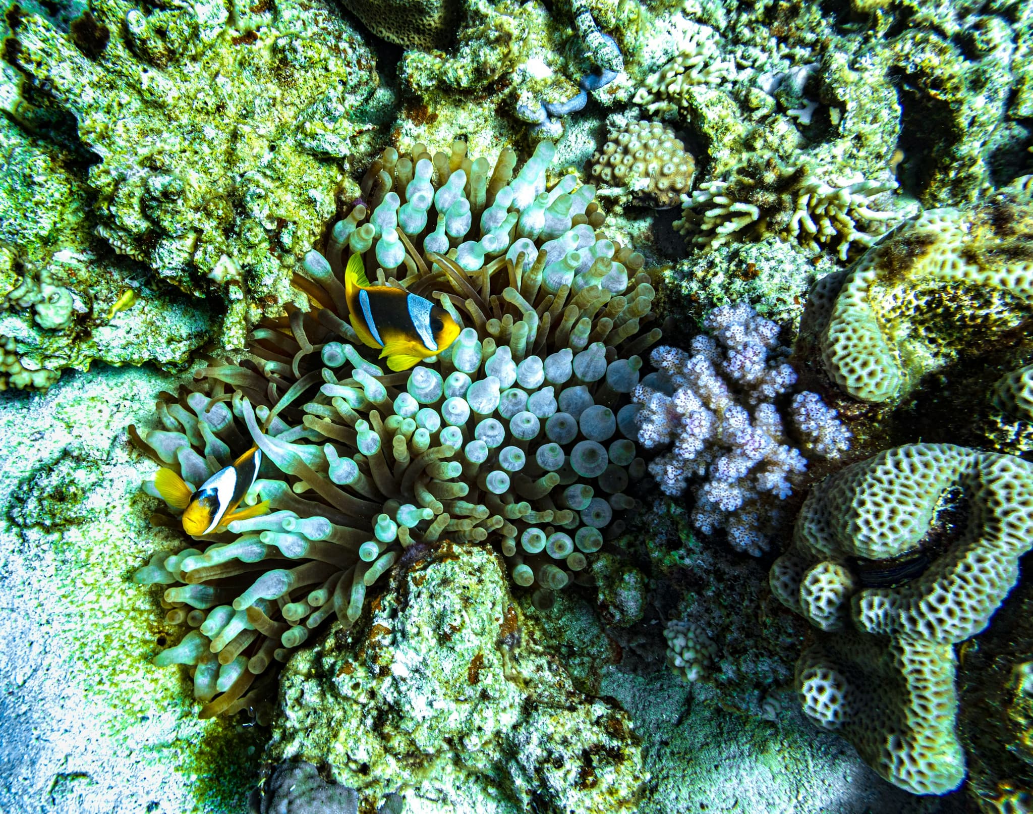 Underwater coral reef view in Raja Ampat with diverse marine life