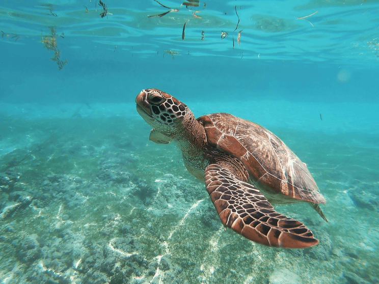 Green Sea Turtle